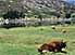 Cow takes siesta by Cajabamba lagoon, near Baños