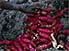 Yams: a kind of tuber; part of staple diet of New Guinean tribal peoples