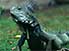 What you lookin' at? - iguana in Parque Bolívar