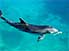 Dolphin swimming about at Maritime Museum, Royal Naval Dockyard