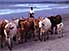 Herding cattle back along Mompiche beach after a hard day's grazing