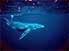 Humpback Whale, enjoying itself, in South Pacific Ocean