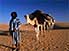 Camel caravan in sand dunes near Chinguetti