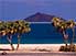 Two hardy trees on Red Sea coast near Assab, southern Eritrea