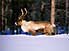 Reindeer, standing on another Reindeer buried under snow