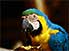 Mmmm…crunchy goodness: blue-and-yellow macaw pauses between bites, Rio Negro