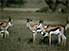South Africa's national mascot, the Springbok, a dainty antelope