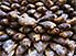 Dried fish, all quite dead, in Kampala market