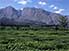 View over fields of tea plants, with Mount Mulanje in background