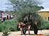 Man with mule and cart full of brushwood, Somaliland