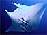 Underparts of Manta Ray, with Remora fish attached