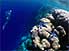 Snorkelling in deep blue waters of Ant Atoll, Pohnpei