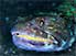 Close view of Lizard Fish: it even has teeth on its tongue
