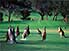 Mob of Kangaroos on the ninth at Anglesea Golf Club, Victoria