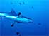Grey Reef Shark in waters at Blue Corner dive site, Rock Islands