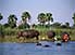 Hippopotamus having a good time at Liwonde National Park