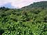 The lush vegetation of the Virunga National Park