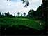 Anyone for a cuppa? Chillington tea plantation, Monga