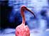 I got connections in Vegas, y'know - pink flamingo