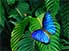 Uncommonly beautiful: the common rain forest butterfly