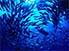 School of Jackfish: common in South Pacific; bad to eat, but popular with divers