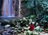 Hot mineral waterfall at Diamond Botanical Garden, near Soufrière